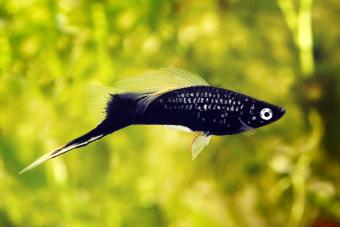 black swordtail